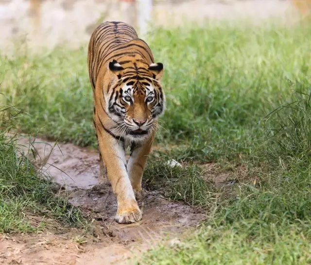 【遠(yuǎn)通車友家庭日系列活動第9期】上汽大眾ID車友動植物園自駕游#11232