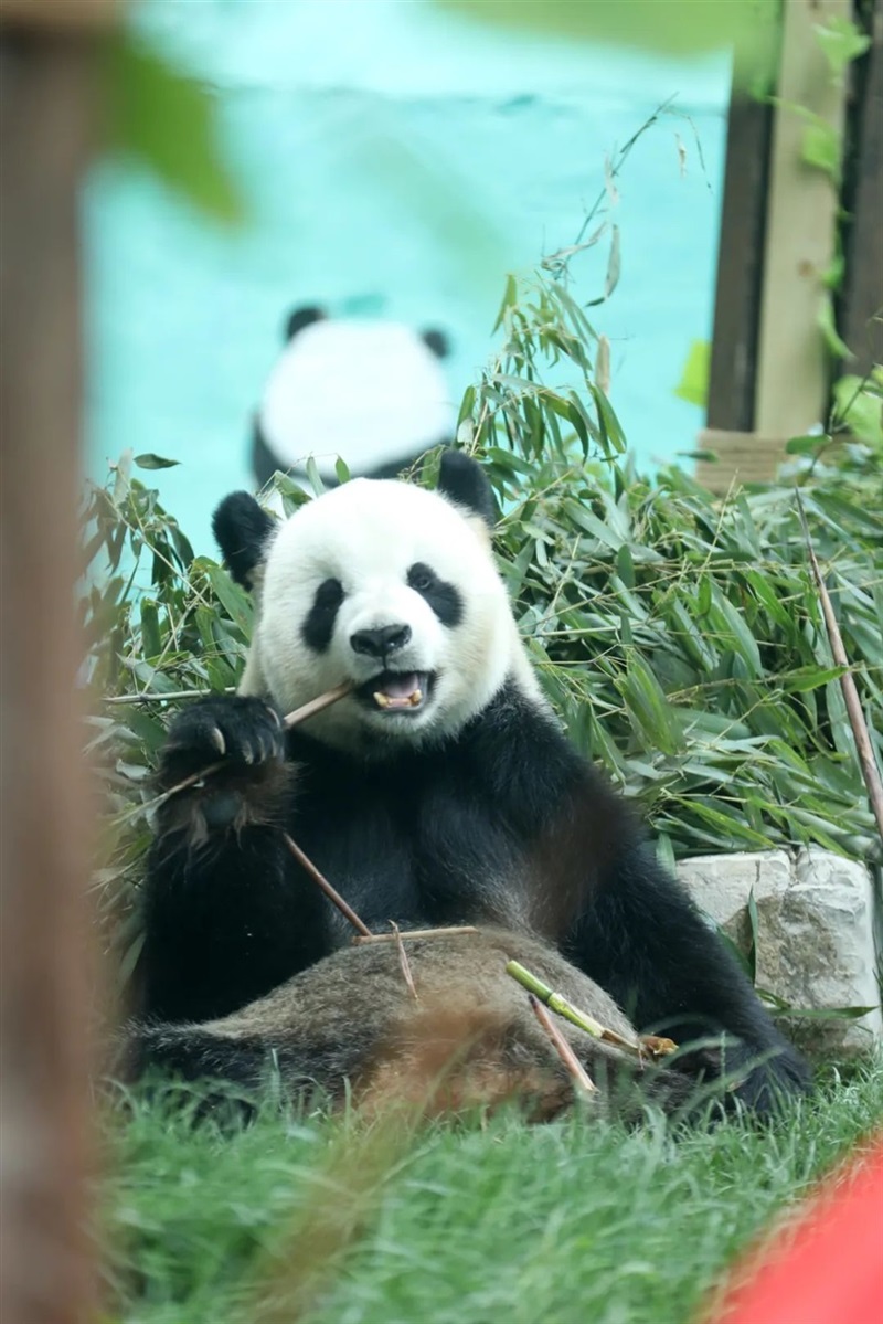 【遠(yuǎn)通車友家庭日系列活動第9期】上汽大眾ID車友動植物園自駕游#11233